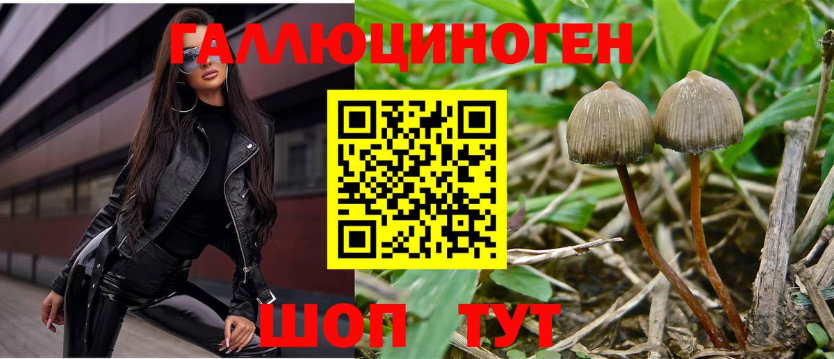 Псилоцибиновые грибы Psilocybe Нововоронеж